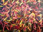 Colour Tetra Fish