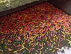Colour Tetra Fish