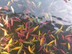 Colour tetra