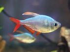 Columbian Tetra (Rare)
