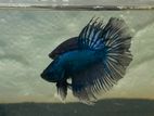 Combtail Betta Fish