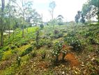 Commercial Land for Sale Haputale