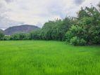 Commercial Land For Sale In Dambulla