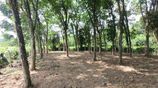 Commercial Land for Sale in Hokandara