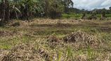 Land for Sale in Minneriya