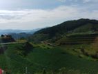 Commercial Land for Sale in Nuwaraeliya Abewela