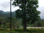 Commercial Land for Sale in Nuwaraeliya Pussellawe