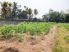 Commercial Land for Sale in Wadduwa