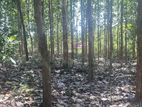 Land for Sale – Thanamalwila