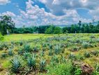 Commercial Land in Eheliyagoda