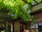 Commercial Property For Rent in Dickmans Road Colombo 05 [ 740C ]