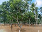 Commercial Property for Sale in Mellawagedara P5