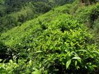 COMMERCIAL TEA LAND FOR SALE IN KANDY (SP806)