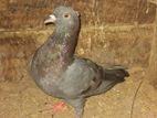 Comon Pigeon