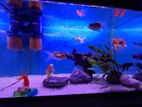 Fish Tank