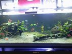 Complete Aquarium Setup