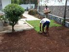 Compost Fertilizer