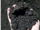 Compost Soil