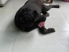 Cone Corso Female Dog