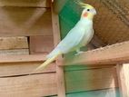 Lutino Cockatiel Breeding Pair