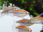 Congo Tetra Fish