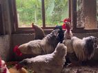 Contry Chicken