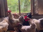 Contry Chicken
