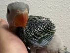 Conure Parrot Chick