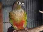 Conure & Ringneck