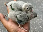 Conure Bird Chicks