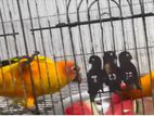 Conure Birds