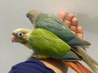 Conure Hand Tamed Birds