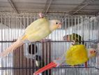 Conure Pair