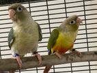 Conure Tamed Birds