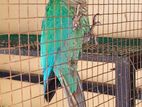 Green-Cheeked Conure Parrot