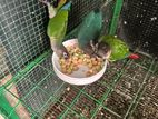 Conures Birds