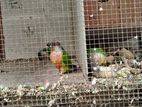 Sunconure Parrots