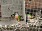 Sunconure Parrots