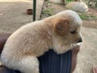 Cooker spaniel cross puppies