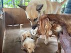 Cooker Spaniel Cross Puppies