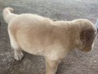 Cooker Spaniel Cross Puppy