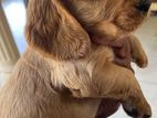 Cooker Spaniel Puppies