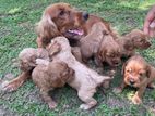 Cooker Spaniel Puppies