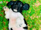 Cooker Spencer Puppy
