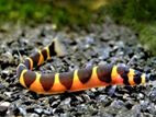 Coolie Loach Fish