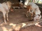 சோடி கிடாய் ஆடு