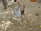 Farm Goat