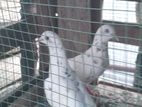 Pigeon