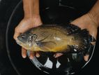 Oscar Fish