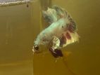 Copper Dragon Scale Betta Fish